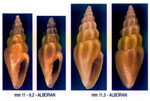 Aphanitoma mariottinii
