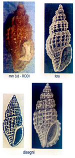 Clathromangelia loiselieri