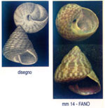 Gibbula adriatica