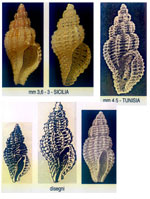 Clathromangelia strigilata