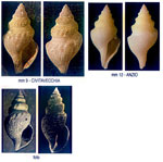 Gymnobela abyssorum