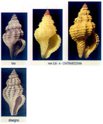 Pleurotomella gibbera