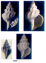 Pleurotomella packardi