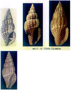 Raphitoma alternans
