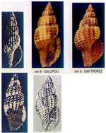 Raphitoma bicolor