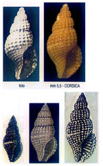 Raphitoma bofilliana