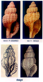 Raphitoma bracteata