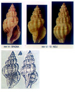 Raphitoma concinna