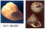 Gibbula racketti