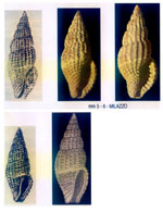 Raphitoma corbis