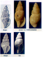 Raphitoma cylindracea