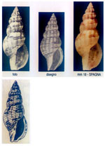 Raphitoma erronea