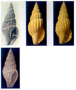 Raphitoma fallax