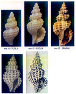 Raphitoma horrida