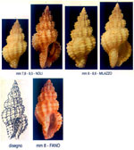 Raphitoma linearis