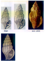 Rphitoma neapolitana