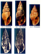 Raphitoma philberti