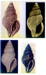Raphitoma pruinosa