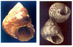 Gibbula turbinoides