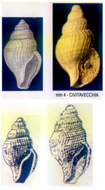 Taranis laevisculpta