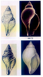 Xanthodaphne dalmasi