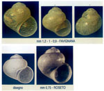 Rissoella globularis