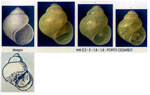 Rissoella inflata