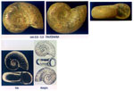 Omalogyra atomus