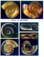 Ammonicera fischeriana
