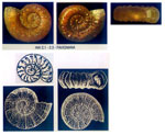 Ammonicera rota