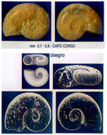 Retrotortina fuscata