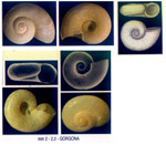 Xylodiscula boucheti