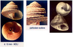 Gibbula philberti