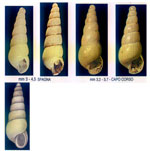 Eulimella superflua