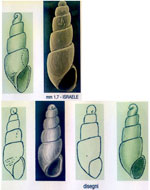 Bacteridium carinatum