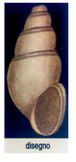 Odostomia aartseni