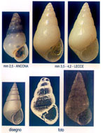 Odostomia acuta