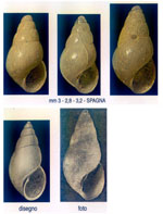 Odostomia angusta