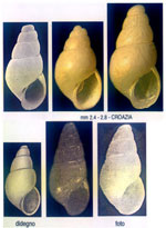 Odostomia carrozzai