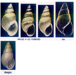 Odostomia eulimoides