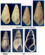 Odostomia imponderabilior