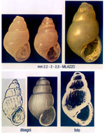 Odostomia lukisii