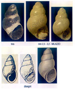 Odostomia megerlei