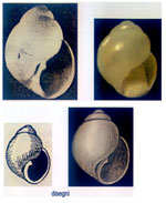 Odostomia nardoi