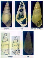 Odostomia plicata