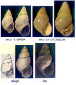 Odostomia scalaris