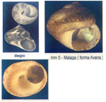 Gibbula depranensis