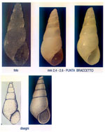 Odostomia fusulus