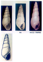 Odostomia ignorata