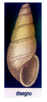 Odostomia rutor